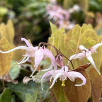 Epimedium leptorhizum